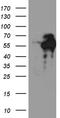 Chromosome 9 Open Reading Frame 43 antibody, TA810854, Origene, Western Blot image 