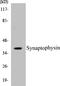 Synaptophysin antibody, EKC1555, Boster Biological Technology, Western Blot image 