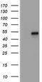 CD4 antibody, TA800525BM, Origene, Western Blot image 