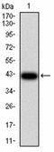Lectin, Mannose Binding 2 antibody, orb325298, Biorbyt, Western Blot image 