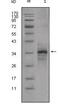 MSTN antibody, MA5-15486, Invitrogen Antibodies, Western Blot image 