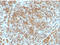 Lca antibody, AM33267PU-T, Origene, Immunohistochemistry frozen image 