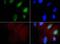 EXOSC9 antibody, PA5-72959, Invitrogen Antibodies, Immunofluorescence image 
