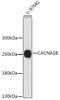Voltage-dependent N-type calcium channel subunit alpha-1B antibody, 16-713, ProSci, Western Blot image 