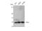 RAN, Member RAS Oncogene Family antibody, STJ95363, St John