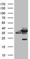 Carbonyl Reductase 1 antibody, CF809840, Origene, Western Blot image 