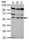 Coronin 1B antibody, NBP2-15965, Novus Biologicals, Western Blot image 