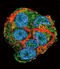 Phosphoenolpyruvate carboxylase antibody, LS-C101194, Lifespan Biosciences, Immunofluorescence image 