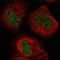 BTB Domain Containing 8 antibody, HPA035311, Atlas Antibodies, Immunofluorescence image 