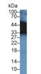 Tropomyosin 3 antibody, LS-C726568, Lifespan Biosciences, Western Blot image 