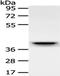 Replication Factor C Subunit 2 antibody, TA350907, Origene, Western Blot image 
