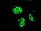 F-box only protein 31 antibody, NBP2-01508, Novus Biologicals, Immunocytochemistry image 