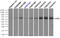 EDL antibody, TA501001, Origene, Immunoprecipitation image 