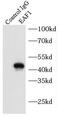 ELL-associated factor 1 antibody, FNab02608, FineTest, Immunoprecipitation image 