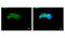Pyruvate Kinase L/R antibody, OAGA00912, Aviva Systems Biology, Immunofluorescence image 