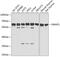 DNA Methyltransferase 1 Associated Protein 1 antibody, GTX64926, GeneTex, Western Blot image 