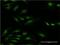 Ribosomal Protein S29 antibody, H00006235-M02, Novus Biologicals, Immunofluorescence image 