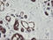 Src Like Adaptor 2 antibody, LS-C174152, Lifespan Biosciences, Immunohistochemistry paraffin image 