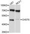 Carbohydrate Sulfotransferase 6 antibody, abx125676, Abbexa, Western Blot image 