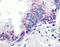 TNF Superfamily Member 13 antibody, ADI-CSA-836-E, Enzo Life Sciences, Immunohistochemistry frozen image 