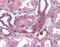 Ribonuclease/Angiogenin Inhibitor 1 antibody, 49-074, ProSci, Immunohistochemistry frozen image 