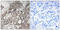 60S ribosomal protein L3 antibody, LS-C119663, Lifespan Biosciences, Immunohistochemistry frozen image 