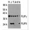 CASP8 And FADD Like Apoptosis Regulator antibody, TA305978, Origene, Western Blot image 