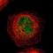 TATA-Box Binding Protein Associated Factor 5 antibody, NBP1-86970, Novus Biologicals, Immunocytochemistry image 