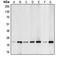 BCL2 Like 11 antibody, LS-C353249, Lifespan Biosciences, Western Blot image 