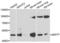 Septin 7 antibody, LS-C346129, Lifespan Biosciences, Western Blot image 
