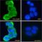 N-acetyltransferase 8-like protein antibody, LS-C186559, Lifespan Biosciences, Immunofluorescence image 