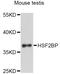 Heat Shock Transcription Factor 2 Binding Protein antibody, A14085, Boster Biological Technology, Western Blot image 