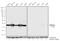 Di-Methyl-Histone H3 antibody, 701783, Invitrogen Antibodies, Western Blot image 