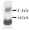 C-X-C Motif Chemokine Ligand 13 antibody, PA1-29046, Invitrogen Antibodies, Western Blot image 