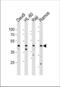Leukocyte immunoglobulin-like receptor subfamily A member 3 antibody, TA325147, Origene, Western Blot image 