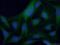 Protein Phosphatase 3 Catalytic Subunit Gamma antibody, 55163-1-AP, Proteintech Group, Immunofluorescence image 