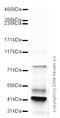 Disintegrin and metalloproteinase domain-containing protein 12 antibody, ab39155, Abcam, Western Blot image 