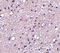 NK-3R antibody, LS-C34712, Lifespan Biosciences, Immunohistochemistry frozen image 