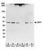 Isocitrate Dehydrogenase (NADP(+)) 1, Cytosolic antibody, A304-162A, Bethyl Labs, Western Blot image 