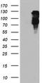 F-Box Protein 21 antibody, TA504025, Origene, Western Blot image 