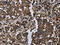 Golgin A2 antibody, CSB-PA146152, Cusabio, Immunohistochemistry frozen image 