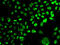 Septin 7 antibody, 22-529, ProSci, Immunofluorescence image 