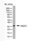 DT-diaphorase antibody, MCA2880GA, Bio-Rad (formerly AbD Serotec) , Immunoprecipitation image 