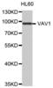 Vav Guanine Nucleotide Exchange Factor 1 antibody, abx000854, Abbexa, Western Blot image 