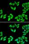 Ribosomal Protein S14 antibody, orb247595, Biorbyt, Immunocytochemistry image 