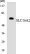 Monocarboxylate transporter 8 antibody, LS-B10928, Lifespan Biosciences, Western Blot image 