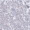 Oncomodulin antibody, PA5-61238, Invitrogen Antibodies, Immunohistochemistry frozen image 