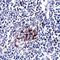 Endonuclease G, mitochondrial antibody, orb75863, Biorbyt, Immunohistochemistry paraffin image 