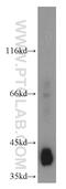 Alcohol dehydrogenase class-3 antibody, 16379-1-AP, Proteintech Group, Western Blot image 