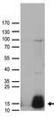 Guanylate Cyclase Activator 2A antibody, TA890064, Origene, Western Blot image 